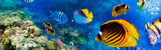 Why do we need Reef-Safe Sunscreens?
